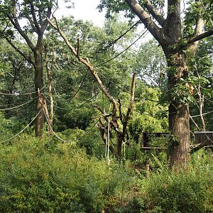 Woolly monkey island,  2024-08-18