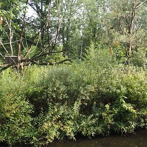 Woolly monkey island,  2024-08-18