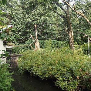 Woolly monkey island and house,  2024-08-18