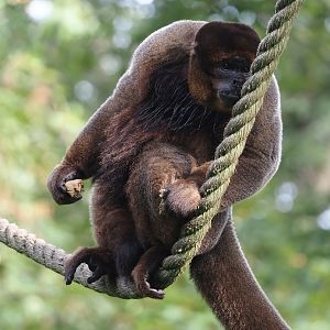 Woolly monkey (Lagothrix lagotricha), 2024-08-18