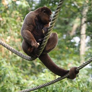 Woolly monkey (Lagothrix lagotricha), 2024-08-18