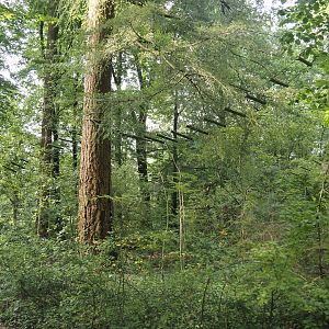 View in the Bolivian squirrel monkey forest, 2024-08-18