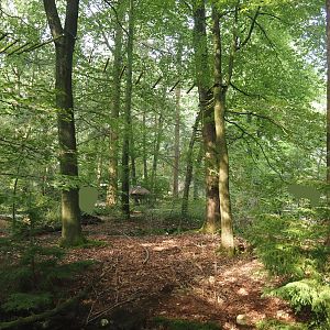View in the Bolivian squirrel monkey forest, 2024-08-18