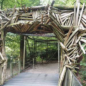 Exit of the Bolivian squirrel monkey forest, 2024-08-18