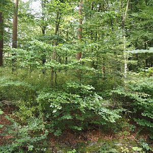 Bolivian squirrel monkey forest, 2024-08-18