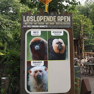 Callitrichid, saki and titi area free-ranging species signage, 2024-08-18