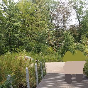 Silvery marmoset, Golden-headed lion tamarin, White-faced saki and Coppery titi walk-through area, 2024-08-18