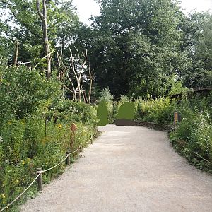 Silvery marmoset, Golden-headed lion tamarin, White-faced saki and Coppery titi walk-through area, 2024-08-18