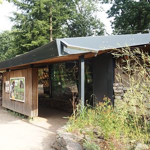 Silvery marmoset, Golden-headed lion tamarin, White-faced saki, Coppery titi and red-footed tortoise house, 2024-08-18
