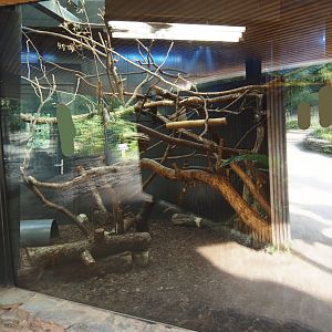 Silvery marmoset, Golden-headed lion tamarin, White-faced saki, Coppery titi and red-footed tortoise indoor housing, 2024-08-18