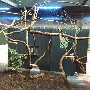 Silvery marmoset, Golden-headed lion tamarin, White-faced saki, Coppery titi and red-footed tortoise indoor housing, 2024-08-18