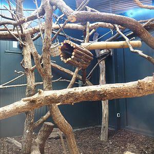 Silvery marmoset, Golden-headed lion tamarin, White-faced saki, Coppery titi and red-footed tortoise indoor housing, 2024-08-18