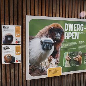Silvery marmoset, Golden-headed lion tamarin, White-faced saki and Coppery titi signage, 2024-08-18