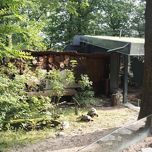 Silvery marmoset, Golden-headed lion tamarin, White-faced saki, Coppery titi and red-footed tortoise house and tortoise paddock, 2024-08-18