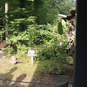 Red-footed tortoise paddock, 2024-08-18