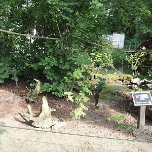 Red-footed tortoise paddock, 2024-08-18