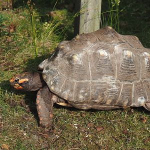 Red-footed tortoise (Chelonoidis carbonarius), 2024-08-18