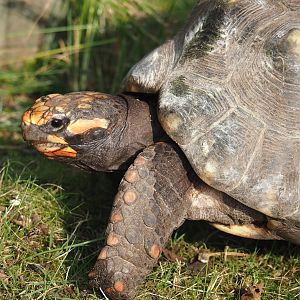 Red-footed tortoise (Chelonoidis carbonarius), 2024-08-18
