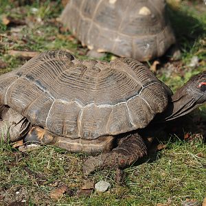 Red-footed tortoise (Chelonoidis carbonarius), 2024-08-18