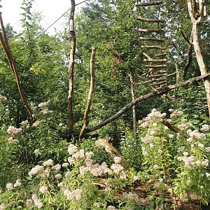 Silvery marmoset, Golden-headed lion tamarin, White-faced saki and Coppery titi walk-through area, 2024-08-18