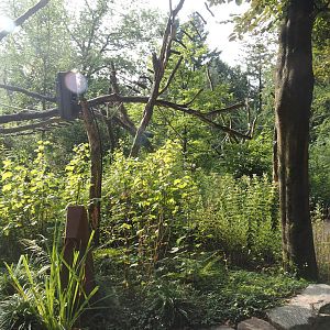 Silvery marmoset, Golden-headed lion tamarin, White-faced saki and Coppery titi walk-through area, 2024-08-18