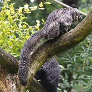 Female White-faced saki (Pithecia pithecia), 2024-08-18