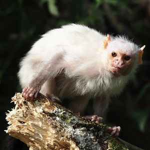 Silvery marmoset (Mico argentatus), 2024-08-18