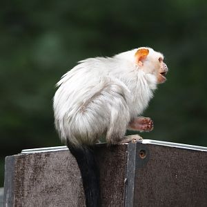 Silvery marmoset (Mico argentatus), 2024-08-18