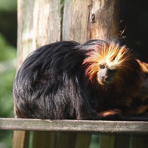 Golden-headed lion tamarin (Leontopithecus chrysomelas), 2024-08-18