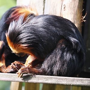 Golden-headed lion tamarin (Leontopithecus chrysomelas), 2024-08-18