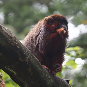 Coppery titi (Plecturocebus cupreus), 2024-08-18