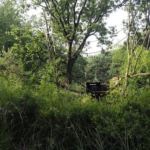 Silvery marmoset, Golden-headed lion tamarin, White-faced saki and Coppery titi walk-through area, 2024-08-18