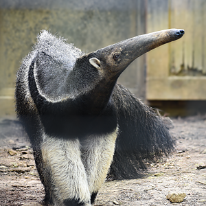 Apr. 2025 - Corcovado Jungle - Giant Anteater