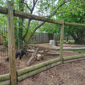 Apr. 2025 - Corcovado Jungle - Giant Anteater Exhibit