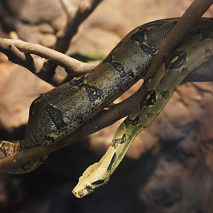 Apr. 2025 - Corcovado Jungle - Red-tailed Boa