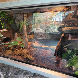 Apr. 2025 - Corcovado Jungle - Black-tailed Cribo Exhibit