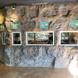 Apr. 2025 - Corcovado Jungle - Four Terrariums