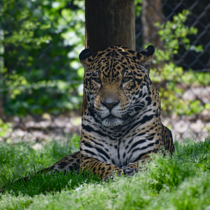 Apr. 2025 - Corcovado Jungle - Jaguar