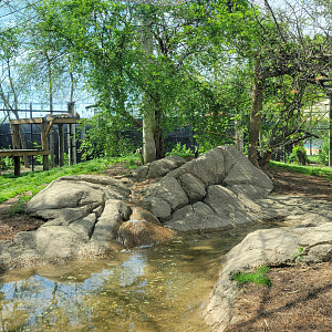 Apr. 2025 - Corcovado Jungle - Jaguar Exhibit