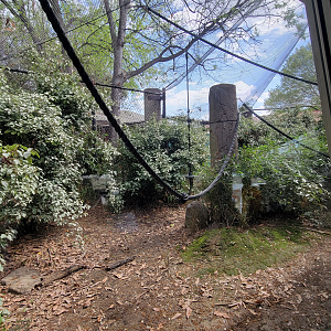 Apr. 2025 - Corcovado Jungle - Black-handed Spider Monkey Exhibit (Half of it)