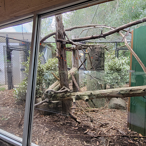 Apr. 2025 - Corcovado Jungle - Prehensile-tailed Porcupine/Red-footed Tortoise Outdoor Exhibit