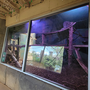 Apr. 2025 - Corcovado Jungle - Prehensile-tailed Porcupine/Red-footed Tortoise Indoor Exhibit