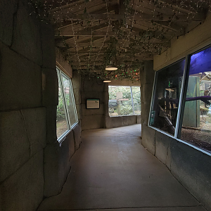 Apr. 2025 - Corcovado Jungle - Two Exhibits in the Temple