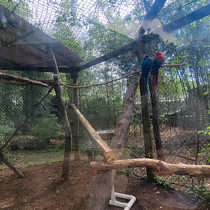 Apr. 2025 - Corcovado Jungle - Blue-and-Gold/Scarlet Macaw Outdoor Exhibit