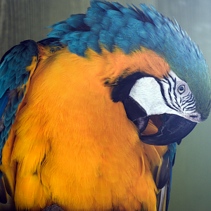 Apr. 2025 - Corcovado Jungle - Blue-and-Gold Macaw