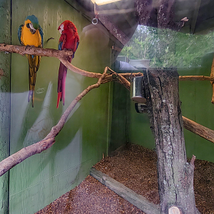 Apr. 2025 - Corcovado Jungle - Blue-and-Gold/Scarlet Macaw Indoor Exhibit
