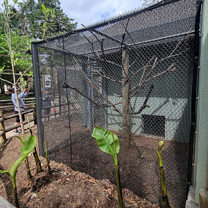 Apr. 2025 - Corcovado Jungle - La Selva Amazonica - Pied Tamarin Exhibit 1 of 2