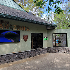 Apr. 2025 - Corcovado Jungle - La Selva Amazonica - Pied Tamarin Indoor & Outdoor Exhibits (1 of 2)