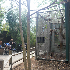 Apr. 2025 - Corcovado Jungle - La Selva Amazonica - Pied Tamarin Exhibit (1 of 2)