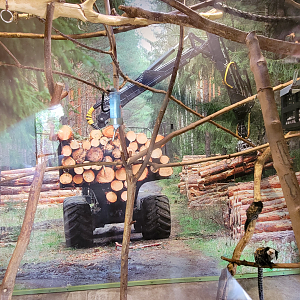 Apr. 2025 - Corcovado Jungle - La Selva Amazonica - Geoffroy's Marmoset Exhibit